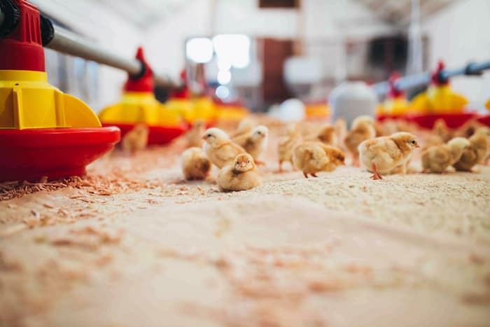 chicken-livestock-lamp.jpg